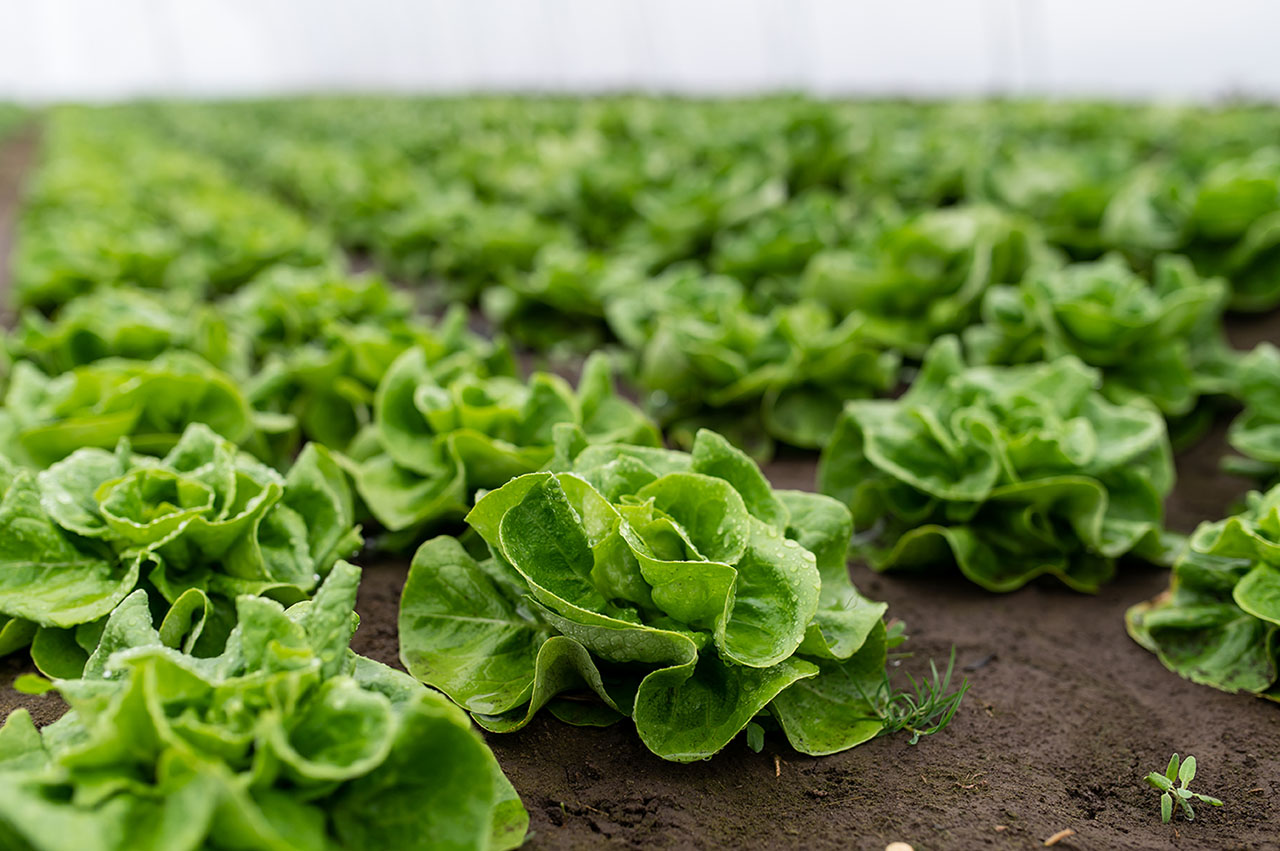 Lettuce Growing Guide